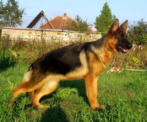 Vand ciobanesc german