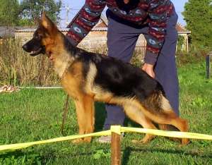 Vand ciobanesc german