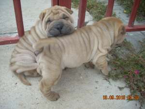 Catelusi rasa SHAR PEI