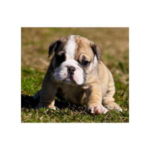 de sex masculin catelul engleza Bulldog