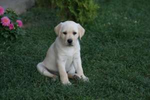 Catei rasa Labrador