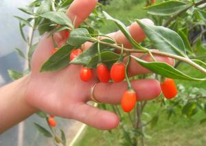 Ocazie!!!
Semințe Goji si arbușiti GOJI de diferite mărimi la cele mai mici preturi