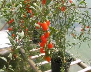 Ocazie!!!
Semințe Goji si arbușiti GOJI de diferite mărimi la cele mai mici preturi