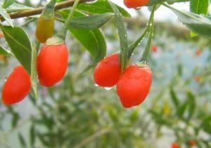 Ocazie!!!
Semințe Goji si arbușiti GOJI de diferite mărimi la cele mai mici preturi