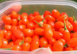 Ocazie!!!
Semințe Goji si arbușiti GOJI de diferite mărimi la cele mai mici preturi