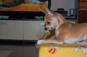 mascul Chihuahua pentru monta.