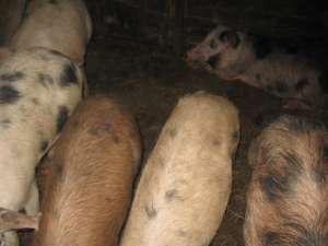Porci de vanzare