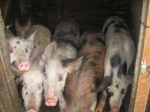 Porci de vanzare