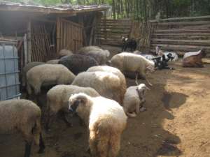 Porci de vanzare