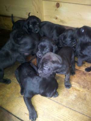 Vand catei cane corso