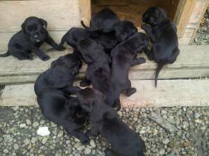 Vand catei cane corso