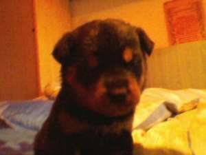 Cateluse rottweiler la pret de criza