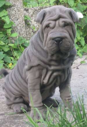 vand pui shar pei