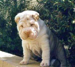 vand pui shar pei