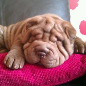vand pui shar pei