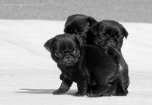 pui xmass PUG