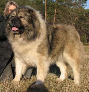 Ciobanesc Caucazian