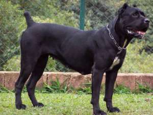 dresaj canin profesionist arges pitesti