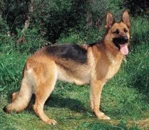 dresaj canin profesionist arges pitesti