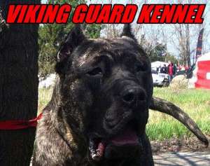 presa canario