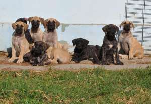 presa canario