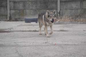 Monta gratuita mascul ciobanesc cehoslovac si labrador