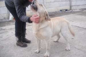Monta gratuita mascul ciobanesc cehoslovac si labrador