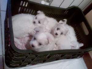 Vand 5 bisoni maltese