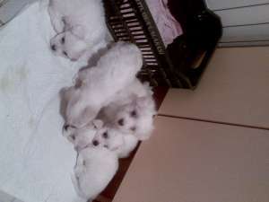 Vand 5 bisoni maltese