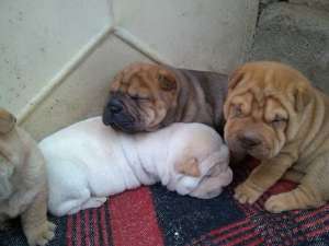 Vand Catei Shar-pei