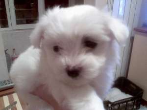Vand 5 bisoni maltese