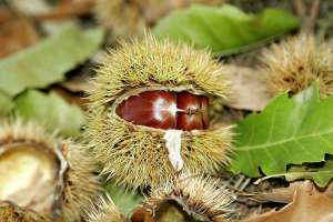 Castane comestibile,  aliment si medicament