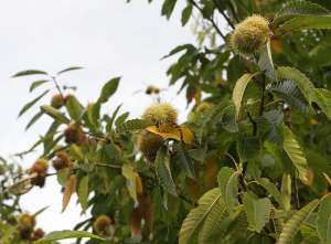 Castane comestibile,  aliment si medicament
