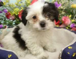 vand pui bichon 400 lei