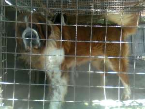 saint bernard monta