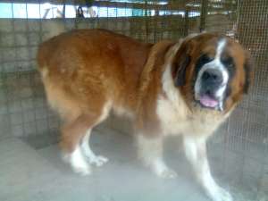 saint bernard monta