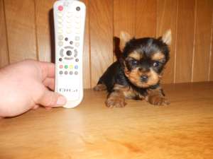 yorkshire terrier toy de vanzare