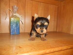 yorkshire terrier toy de vanzare