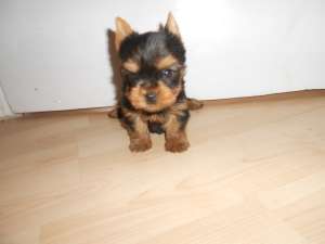 yorkshire terrier toy de vanzare