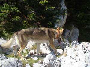 ofer lup ceh monta, pedigree tip A
