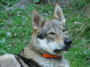 ofer lup ceh monta, pedigree tip A