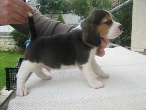 beagle