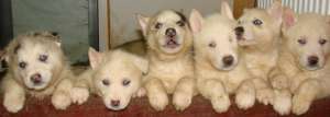 Pui Husky de vanzare