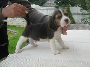 beagle