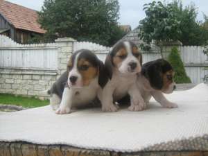 beagle