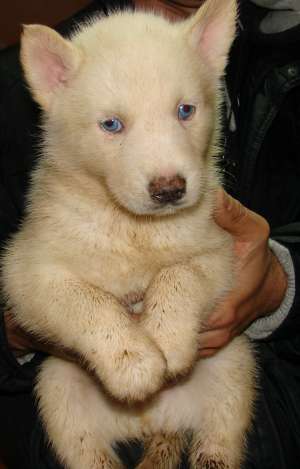 Pui Husky de vanzare