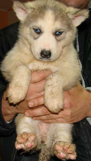 Pui Husky de vanzare