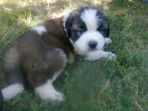 saint bernard