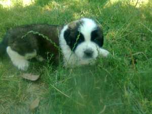 saint bernard