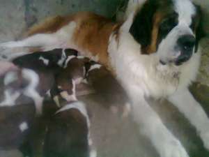 saint bernard